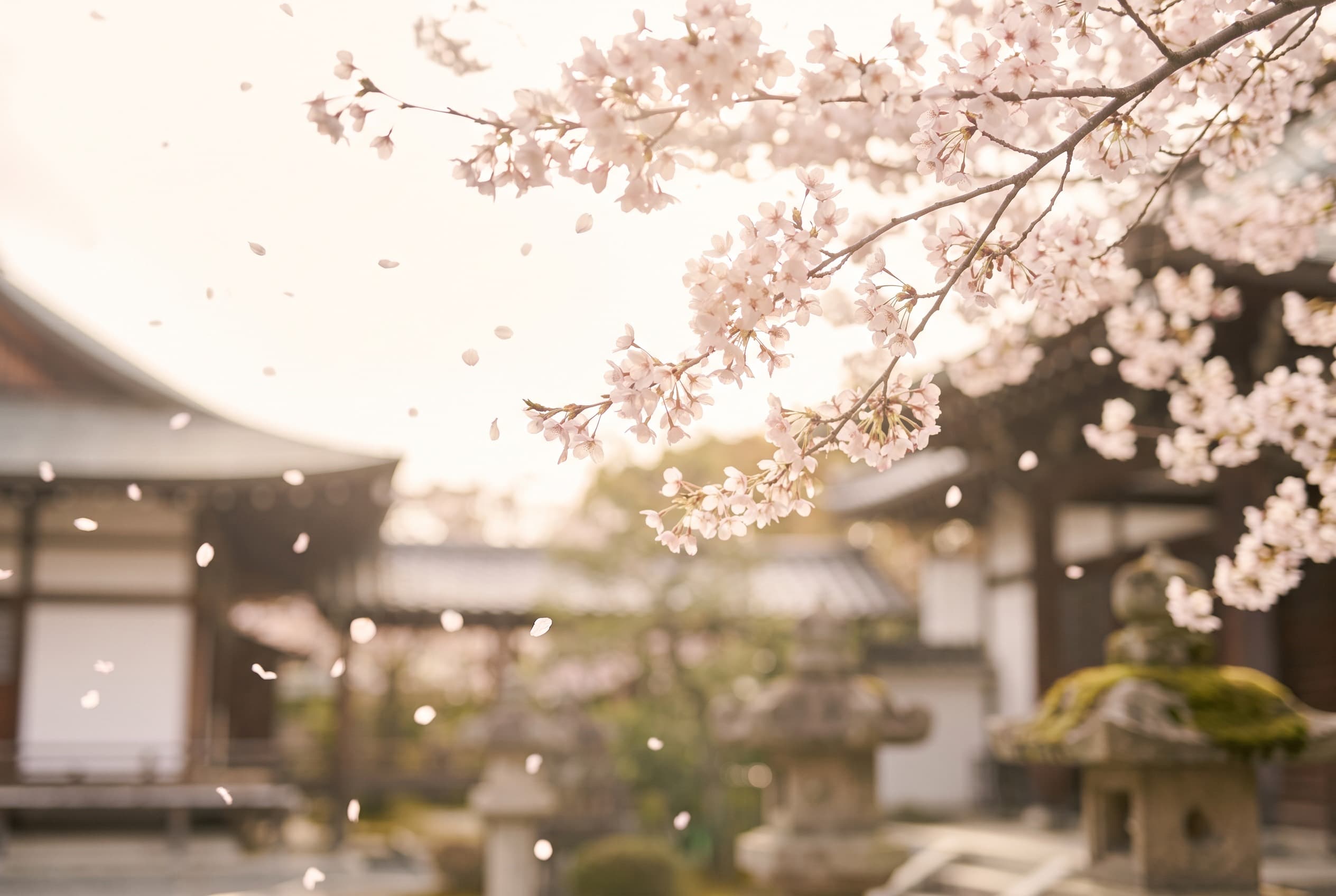 Cherry blossom branches shedding petals in front of a Japanese temple